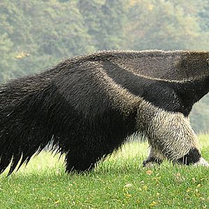 New Zoo Poznan sessions