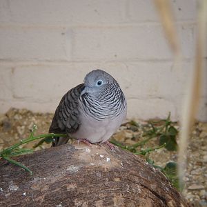 Zebra / Peaceful Dove