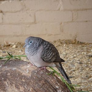 Zebra / Peaceful Dove