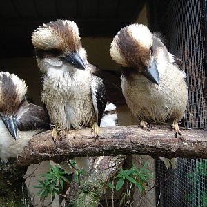 Kookaburra family
