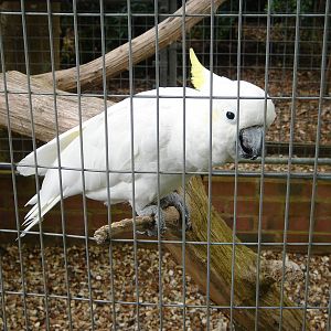 Lesser Sulphur Crested Cockatoo "Bacon".