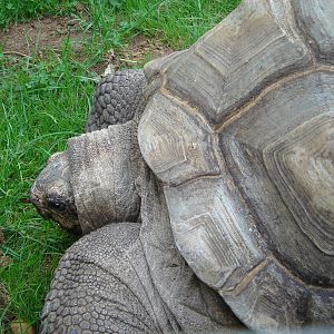 Aldabran Tortoise