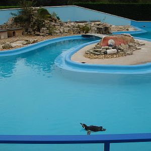 Humboldt Penguin enclosure