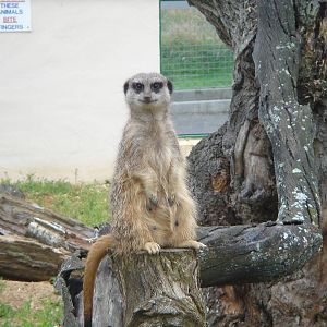 Meerkat on watch!