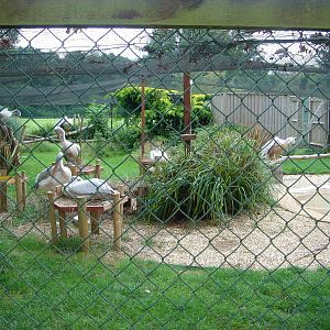 Pink-Backed Pelicans