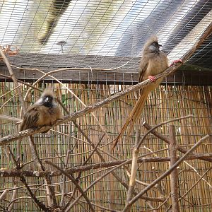 Speckled Mousebirds