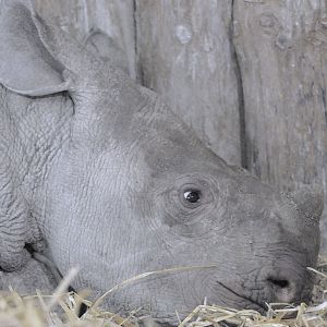 Black rhino calf, Asani