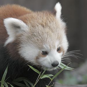 Red panda at Chester