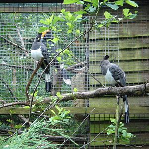 White-Bellied Go-Away Birds (Corythaixoides leucogaster)