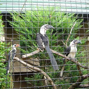 Von Der Deckens Hornbills and young