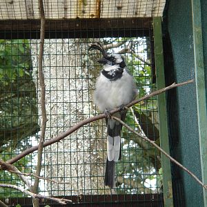 White Throated Magpie-Jay (Calocitta formosa )