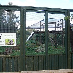Ring-tailed Lemur enclosure.