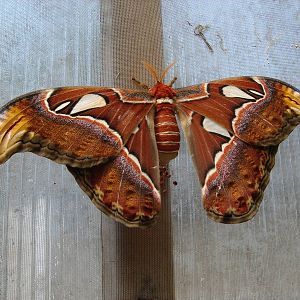 Atlas Moth