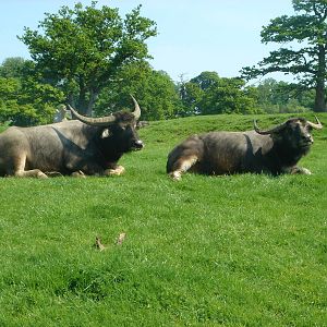 Pair of Asian Water Buffalo