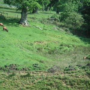 Common Eland & Bongo