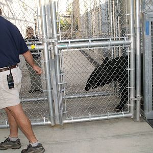 asian forest sanctuary holding area - malayan tapir on the way out
