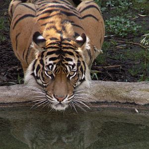 sumatran tiger exhibit