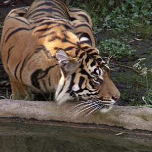 asian forest sanctuary -sumatran tiger