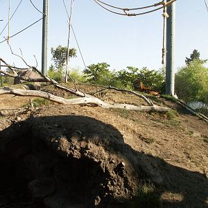 asian forest sanctuary -sumatran tiger
