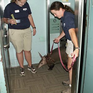 trip around the zoo with the aardvark