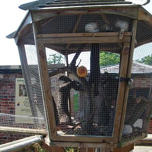 Chipmunk outpost of main enclosure