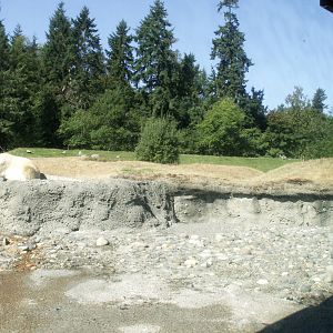 Arctic tundra - polar bear empty pool