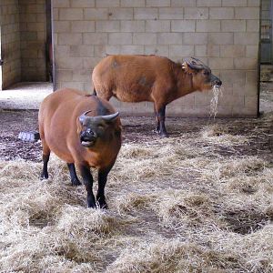 Congo Buffaloes in Heart of Africa exhibit at Marwell Zoo, 31 January 2009