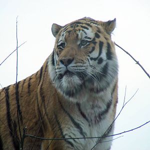 Zambar the amur tiger at Marwell Zoo, 31 January 2009