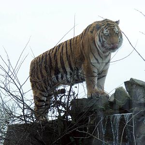 Zambar the amur tiger at Marwell Zoo, 31 January 2009