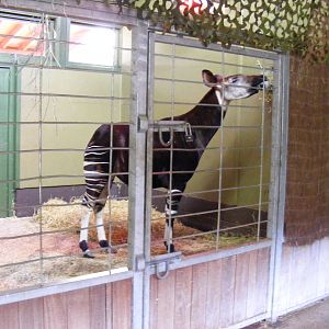 Okapi at Marwell Zoo, 31 January 2009