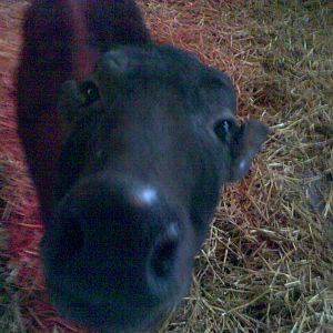 Female Lowland Anoa "Bibi"