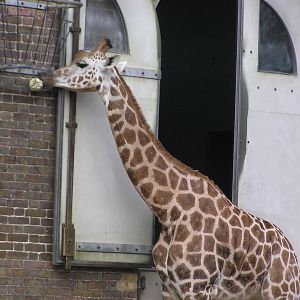 Giraffe