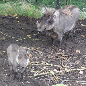 Warthogs