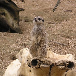 Meerkat