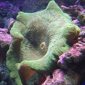 Blue Reef Aquarium  2008