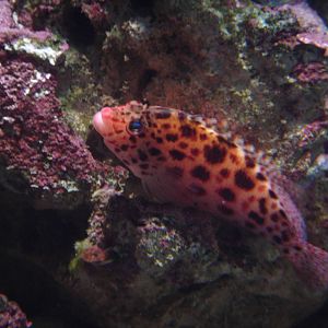 Blue Reef Aquarium  2008