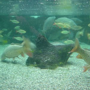 Blue Reef Aquarium  2008