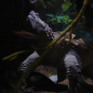 Blue Reef Aquarium  2008