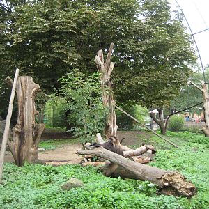 Gelada in Birds of Prey Aviary
