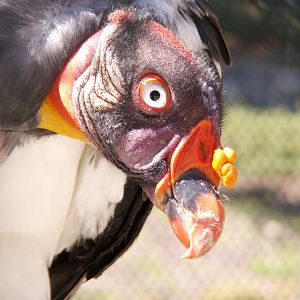 king vulture