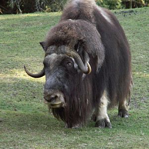 muskox