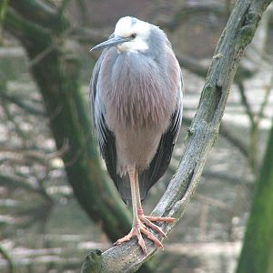 White-faced Heron at Planckendael Jan 09