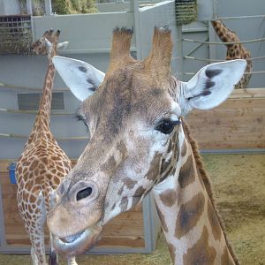 Kordofan Giraffe at Planckendael Jan 09