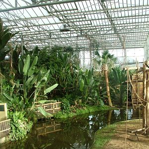 Gibbon indoor island and Asian Greenhouse at Planckendael Jan 09