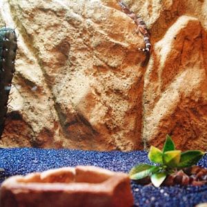 Sauria Jan-2009 (Reptilezoo in Delft)