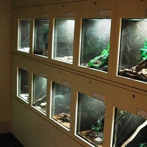 Sauria Jan-2009 (Reptilezoo in Delft)