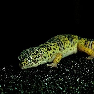 Sauria Jan-2009 (Reptilezoo in Delft)