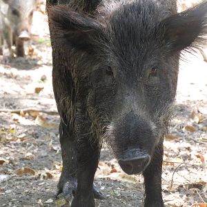 Wild boar