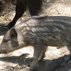 Boar piglet