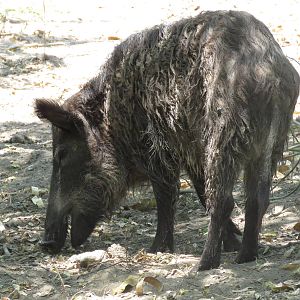 Wild boar